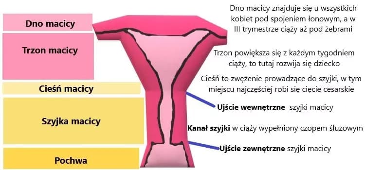 Jak zapobiec skracaniu szyjki macicy w ciąży i uniknąć komplikacji