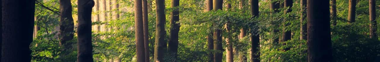 Jak zapobiec boreliozie: Skuteczne sposoby na uniknięcie kleszczy